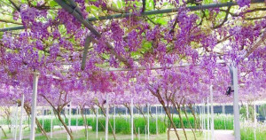 今年不要再錯過！堪稱淡水最會洗版「紫藤咖啡園」預計3/25正式開園，超過1000株粉紫色花海要讓淡水再次躍上熱搜景點。