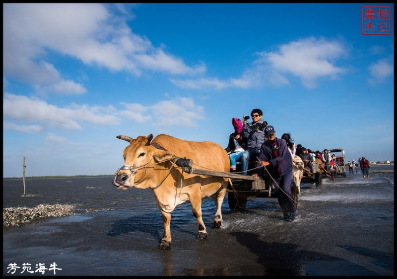 彰化旅遊|全台灣唯一芳苑海牛．搭牛車到潮間帶進行生態體驗之旅/一日遊 - 假日農夫愛趴趴照