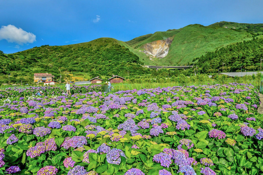 绣球花花季│隐藏版顶湖财福绣球花园/大赏园绣球花园兼赏海芋田