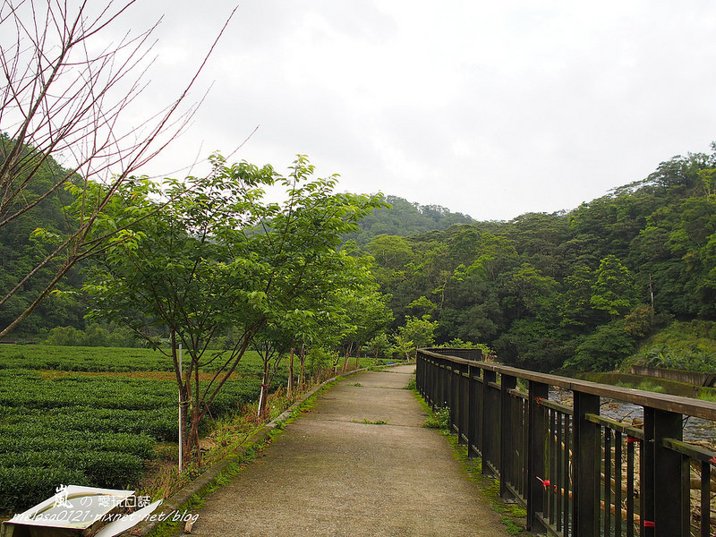 新北坪林│山林溪水秘境赏萤 金瓜寮溪→九芎根