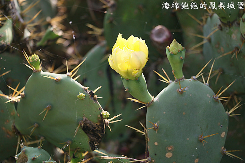 花下面的便是仙人掌果实,听说味道越绿越甜