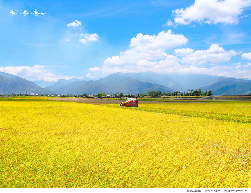 taitung】池上伯朗大道 夏天稻田成熟的季节 租一台单车驰骋在金色