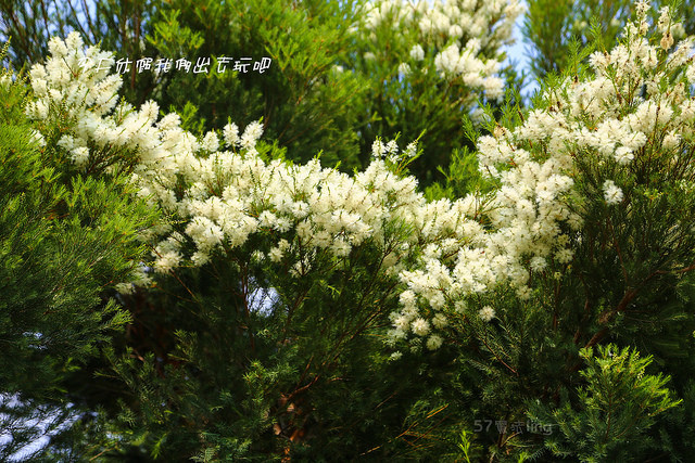 萝莎玫瑰庄园.玫瑰花.澳洲茶树花一同绽放.漫步小径花香扑鼻