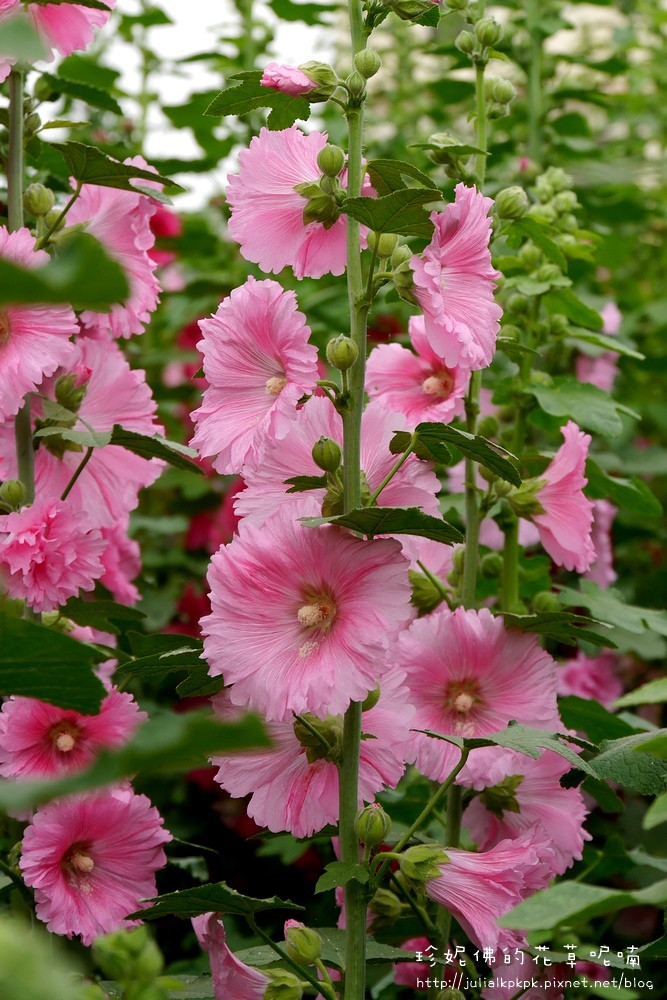 【彰化-员林镇】蜀葵花海(大明里活动中心斜对面)