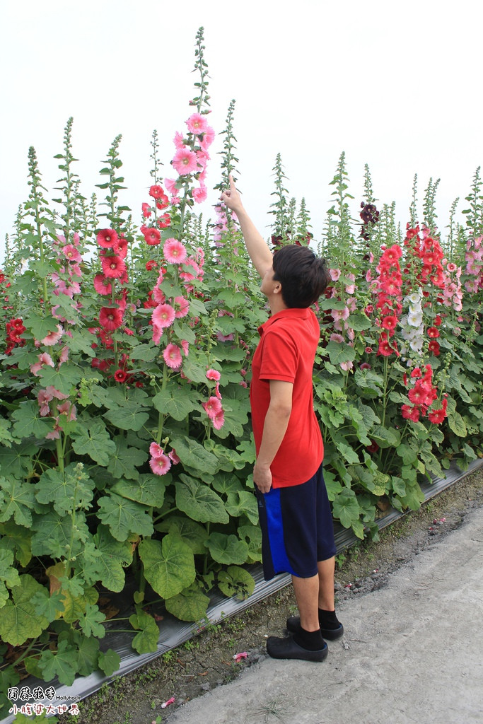 【彰化景点】员林〃蜀葵花海hollyhock(南区公园旁),彷佛走进爱丽丝