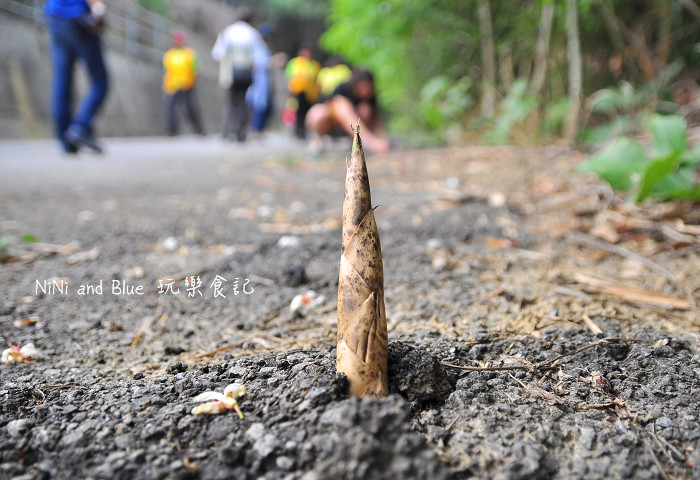 路途中发现破土而出的桂竹笋,让人惊叹大自然生命力的强嫩