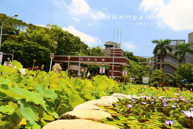 彰化⊙大村]大叶大学.小叶榄仁大道.荷花池