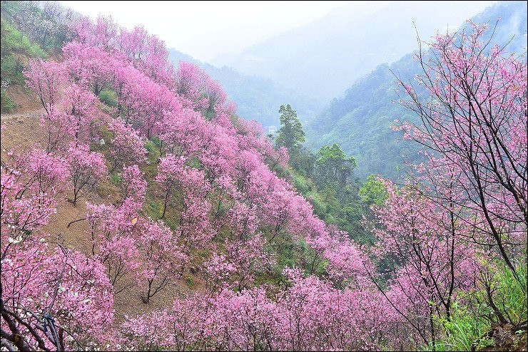 《新北三峡赏樱秘境》三峡熊空樱花林~大台北就有不输日本的赏樱名所