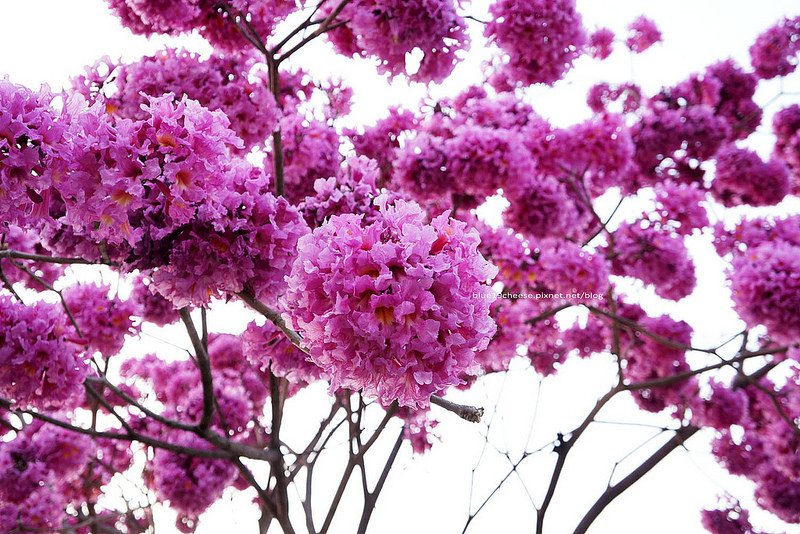 花团锦簇.飘下浪漫的花雨阿.假日亲子游.南瓜屋和桃花源餐厅前方