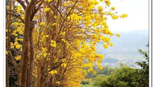 新竹县 休闲旅游 景点 观光花园 秘境黄花风铃木