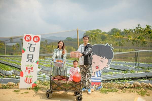 台中就能採草莓！！台中新社「石見草莓」採無毒有機栽種，現摘現吃也沒問題～親子體驗採草莓趣，開心玩更能安心吃！