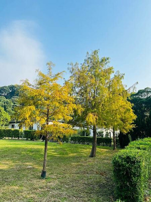 台北捷運士林站半日遊：參觀士林官邸。玫瑰花園