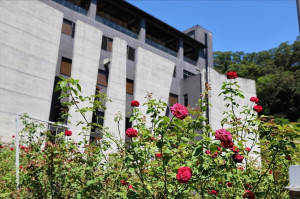 七里香玫瑰森林花園，一年四季都有不同的風情，走走步道呼吸芬多精，春秋兩季有玫瑰花海可欣賞