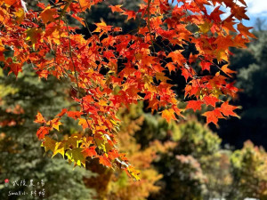 2024武陵農場楓紅與金黃水杉美景，此生一定要浪漫一回｜台中旅遊景點