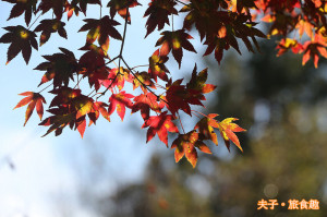 福壽山農場 爛漫楓紅 感受一季的繽紛