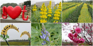 苗栗免費景點【八甲茶園魯冰花季】佔地9公頃艷黃魯冰花海還有紫色魯冰花/聯合大學大學池/貓裏紅紅茶/親子旅遊景點