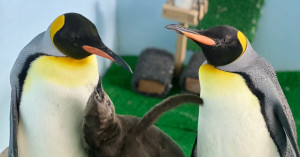 企鵝寶寶來了！Xpark與台北市立動物園攜手募集「企名大師」 為國王企鵝寶寶命名。