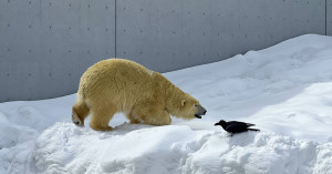 札幌人的冬日娛樂，是冬遊円山動物園，與北極熊一同追雪的午後浪漫。