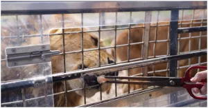 親手餵食獅子黑熊！最夯日本野生動物園「九州自然動物公園」，叢林巴士必搭。