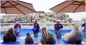 超Ｑ海象給你摸！大分互動式水族館「海之卵水族館」，海象表演不能錯過。