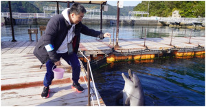 和海豚一起游泳！超療癒大分景點「津久見海豚島」，海豚表演免費看。