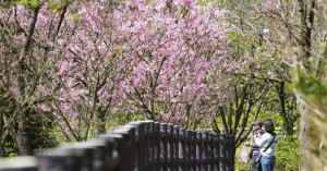 新北櫻花9大賞花點推薦！免費爽拍「櫻花步道 櫻花公園」滿開，不只淡水天元宮櫻花必拍。