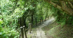 苗栗7大必去自然景點！森林系步道 繡球花海超夢幻，假日苗栗一日遊推薦。