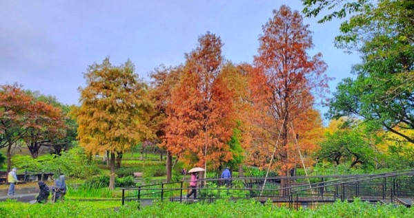 台北隱藏版落羽松！大安森林公園「落羽松河畔步道」變色了，搭捷運出站直衝「落羽松步道」拍IG限動。