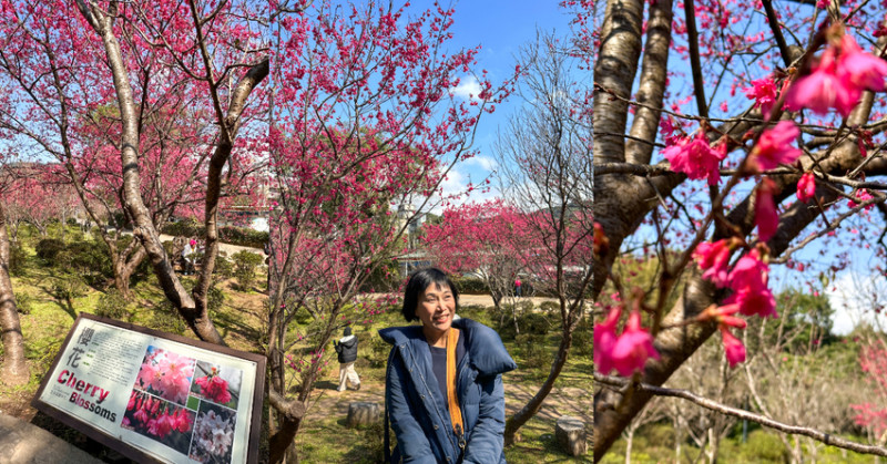 免門票景點 森林步道輕鬆走‼ 同時賞櫻花 鬱金香 茶花 爭艷齊開 各種花香相伴-ALICE一家樂遊遊