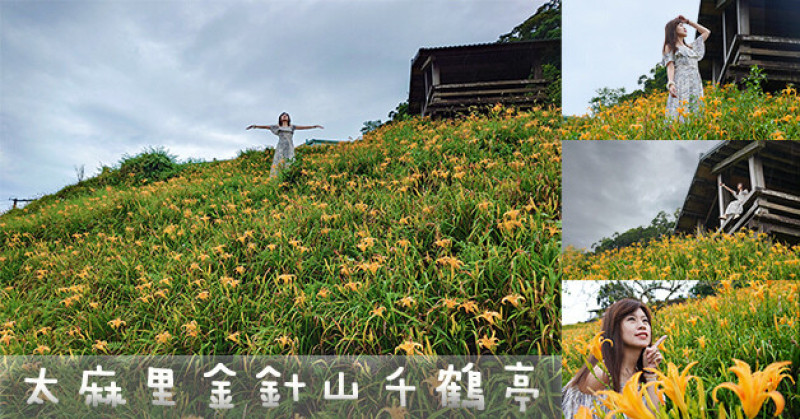 【台東景點】台東太麻里金針花最新花況，金針花開跑嚕!每年8~9月是台東金針花盛開的季節，沒想到8月初在金針山上的千鶴亭可以看到開了一大片的金針花海呀!。太麻里金針花