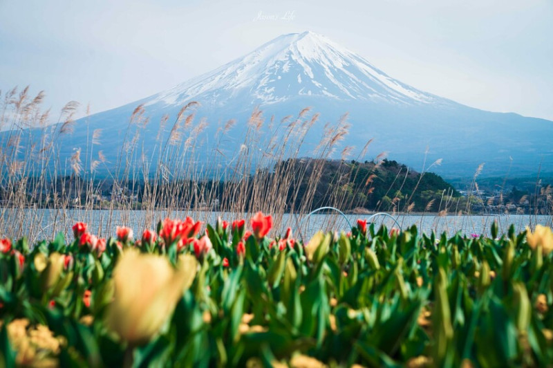 日本【日本山梨│景點】河口湖自然生活館-大石公園。靜謐富士山下的湖景，眾多富士山伴手禮，還有商店街