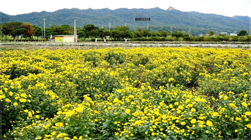 2024苗栗銅鑼杭菊季拍照景點：秋日黃白花海、IG網美照不藏私分享