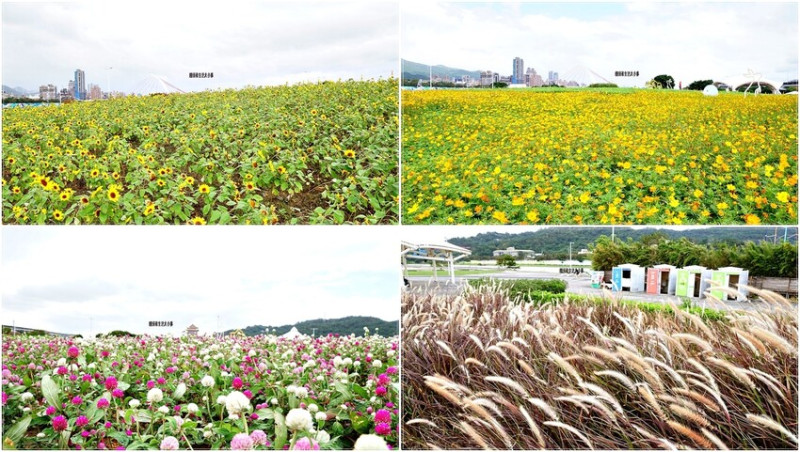 花IN台北超美花海！大佳河濱公園千日紅、柳葉馬鞭草、向日葵、紫葉狼尾草免費賞到11月底