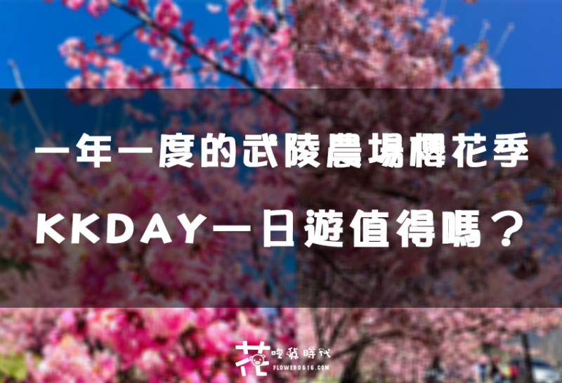 台中市和平區台中市和平區台中武陵農場櫻花季花況現場！KKDAY賞櫻一日遊台中出發超划算