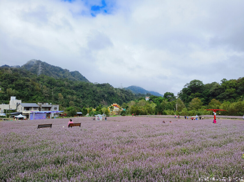 【苗栗縣獅潭鄉】2024苗栗獅潭仙草花節「仙境夢遊」 浪漫山城 獅潭恁靚｜獅潭大東勢道路旁仙草田