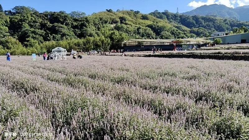 2024苗栗獅潭仙草花節🌸，活動日期：11月23日、11月24日、11月30日、12月1日｜獅潭名產 仙山仙草，全台唯一炸仙草美食料理！