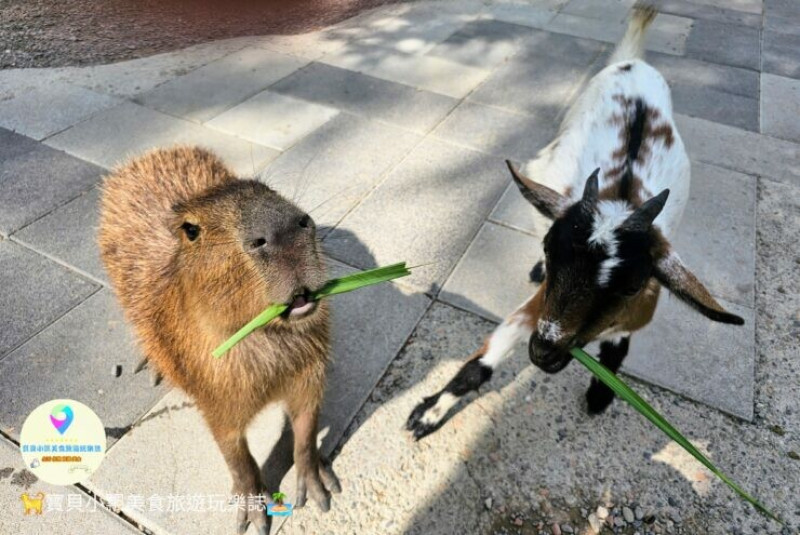 嘉義動物樂園首選！近距離餵食羊駝、水豚君，挑戰極限遊樂設施超好玩。