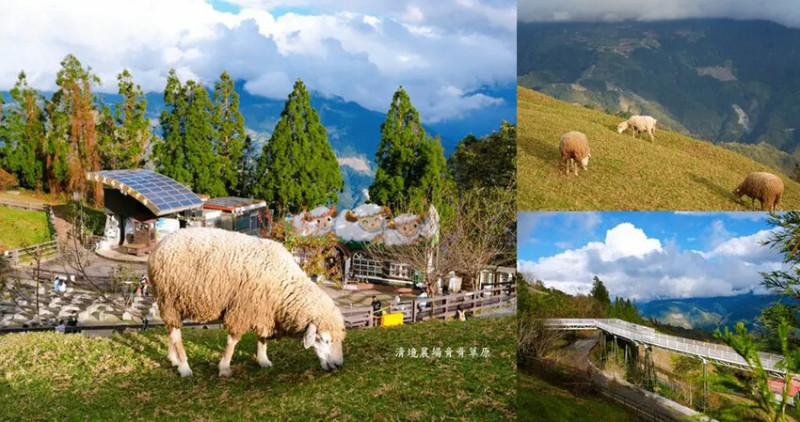 南投旅遊「清境農場」，青青草原綿羊秀時間、門票資訊，親近與餵食羊咩咩!