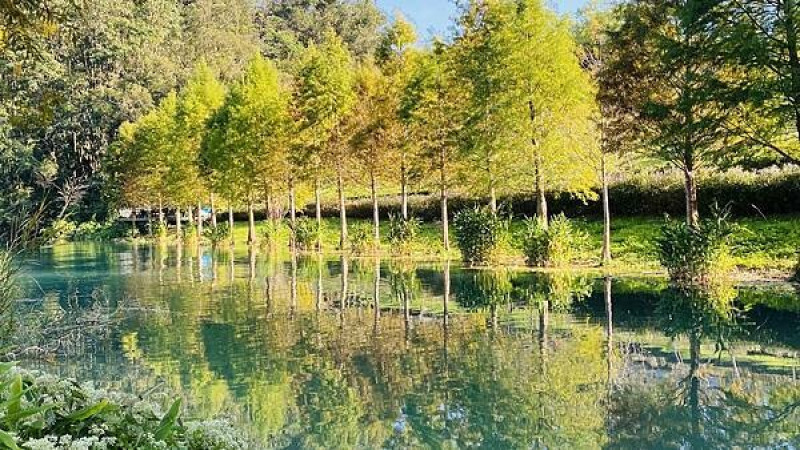 日月潭最美湖景！向山落羽松秘境 先得月咖啡廳，一日遊推薦行程。