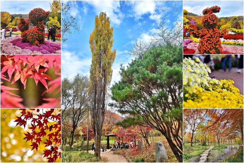 韓國【大邱樹木園】：從垃圾掩埋場華麗變身的生態公園，恰逢【菊花節】，秋日詩篇之旅