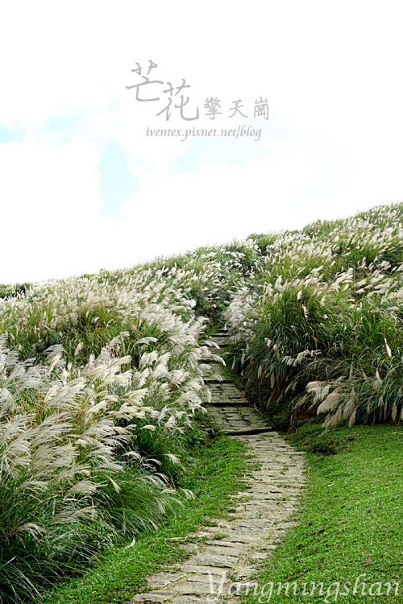 【台北。賞花】秋季限定雪色世界！陽明山擎天崗芒花遍地滿開舞動浪漫．冷水坑落羽松小徑