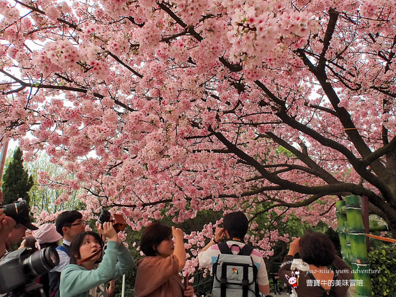 ▋〈台北〉淡水天元宮。2015/03/17櫻花花況♥ 花爆！盛開！人氣no.1的櫻王！▋