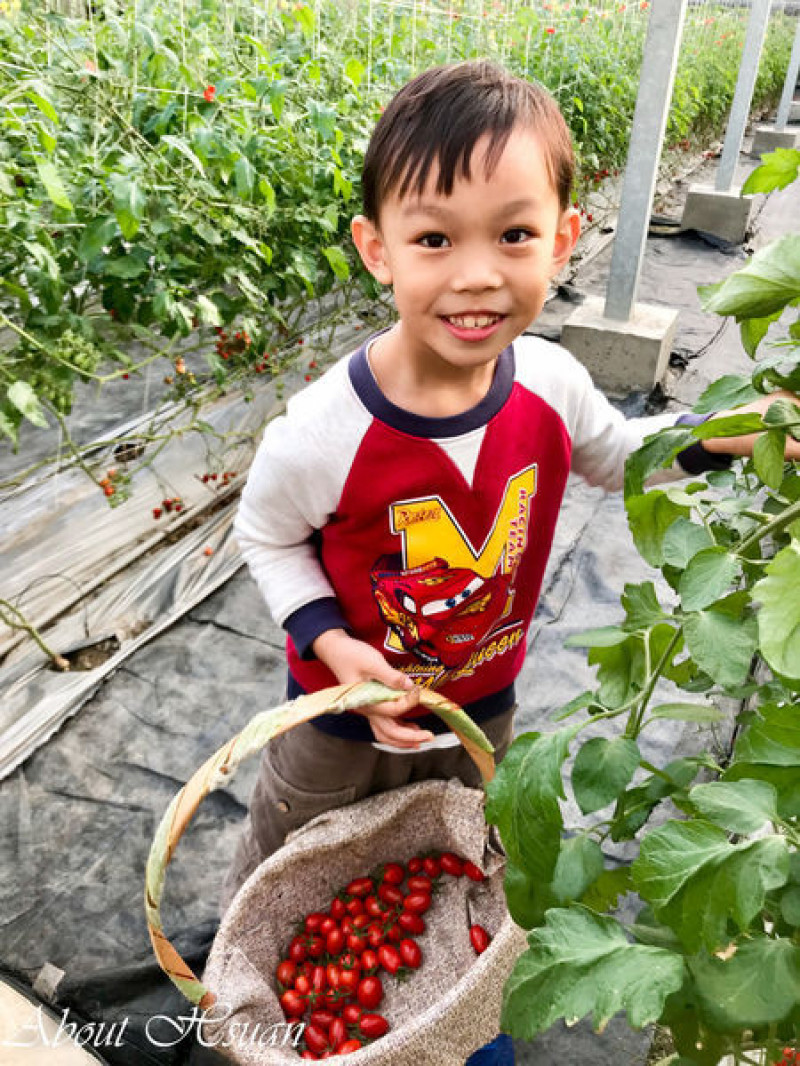 竹北採蕃茄-威榮喝豆漿長大的蕃茄窩