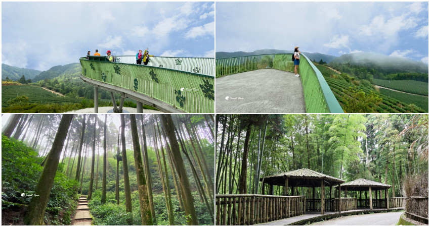 雲林縣古坑鄉旅遊行程推薦雲嶺之丘x 五元二角 雲林古坑 漫步竹林與杉林之間 360度眺望山嵐與茶園之美