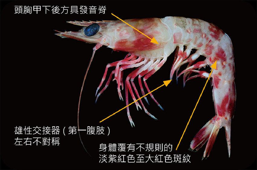 鬚赤蝦 農業部網站.jpg