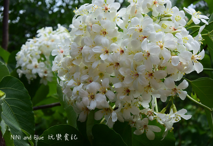 【云林古坑景点】古坑荷苞山桐花公园,油桐花开的夏日五月雪,云林旅游