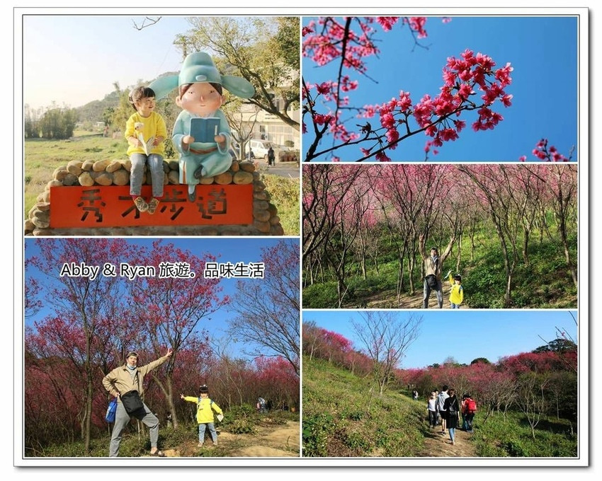 桃園市楊梅區旅遊行程推薦秀才步道 桃園櫻花景點 楊梅秀才步道櫻花林 萬株櫻花盛開炸翻秀才步道啦 Walkerland Taipeiwalker Japanwalker Walkerland