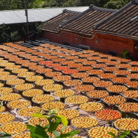 秋天限定美景！新竹免費景點，搶拍金黃柿子海配紅磚古厝「金漢杮餅教育農園」。