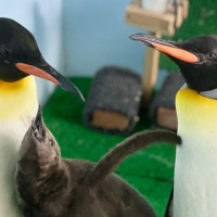 企鵝寶寶來了！Xpark與台北市立動物園攜手募集「企名大師」 為國王企鵝寶寶命名。