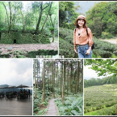 三峽。台灣農林熊空茶園。漫步海拔700m茶鄉柳杉林